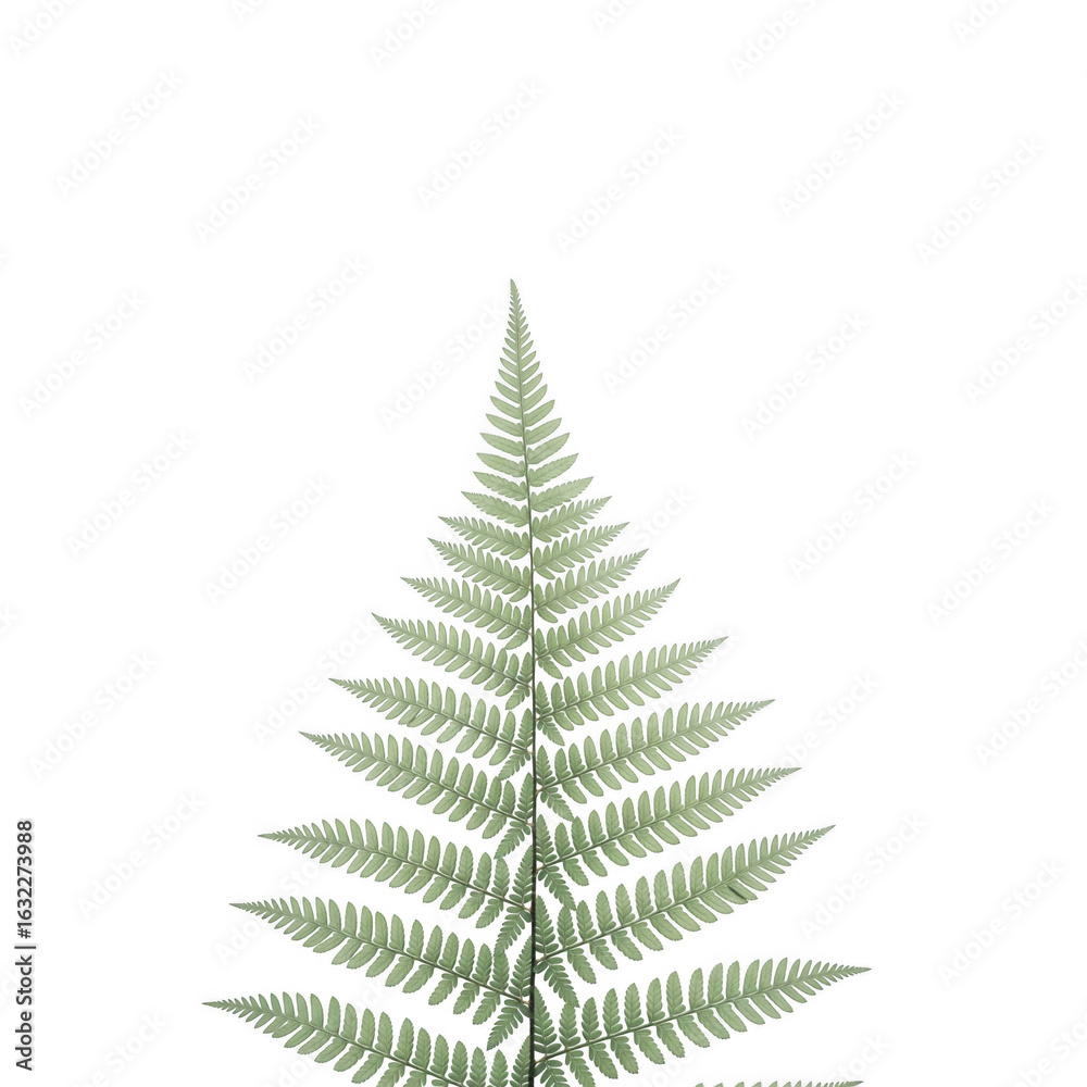 Obraz premium Botanical portrait of a fern frond against dark background, natural elegance