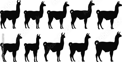 Llama silhouette icons, South American animal pack, black vector figures, wooly creature graphics, side-profile poses, cultural design elements