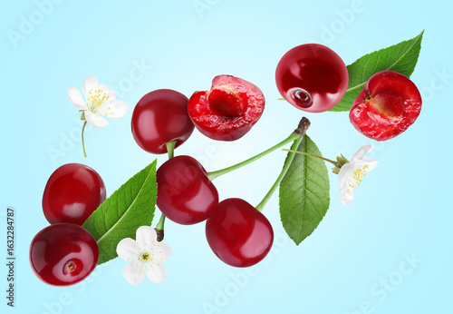 Fresh juicy cherries, green leaves and blossoms falling against light blue background