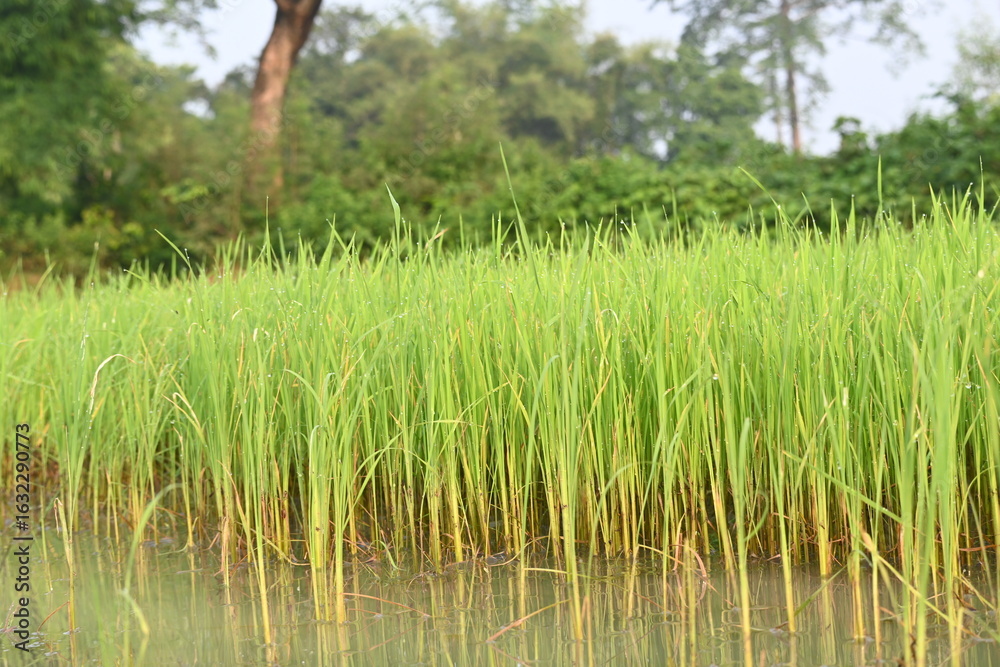 Obraz premium Rice nursery in the field. Growing rice nursery in the field before monsoon. paddy seedling in agriculture field. rice farming in India. Rice seedling. 