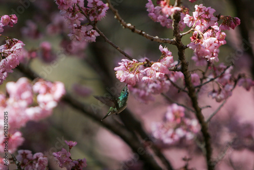Abelha e Beija Flor pegando néctar das flores da cerejeira no Parque das Cerejeiras em Campos do Jordão