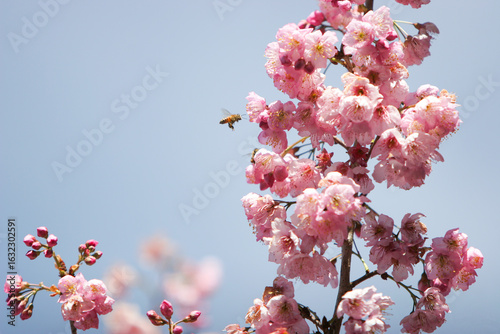 Abelha e Beija Flor pegando néctar das flores da cerejeira no Parque das Cerejeiras em Campos do Jordão