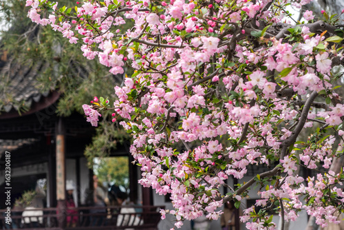 Wallpaper Mural Ornamental crabapple tree blooming. Pink chinese apple blossoms and traditional pavilion. Chinese garden in Spring. China Torontodigital.ca