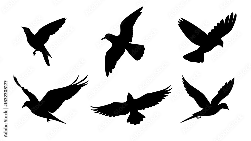 Obraz premium Silhouette Bird Collection, Flying Birds Vector Graphics