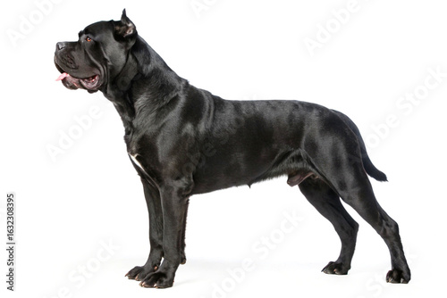 Billede på lærred A strong, sleek black Cane Corso standing tall with a confident grin, exuding lo
