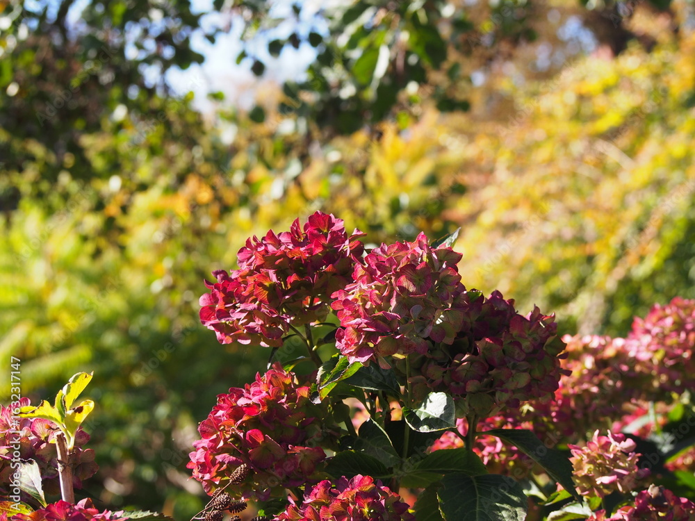 Obraz premium Close-up of pink Hydrangea macrophylla 'Europa' in bloom, glowing in soft sunlight with a colorful garden background, perfect for floral and botanical themes