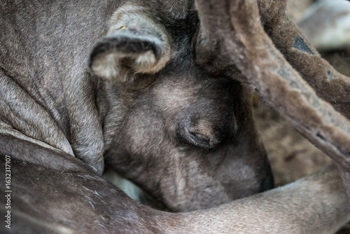 Deer lies relaxed on the meadow