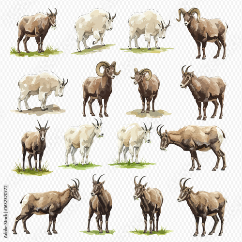 A collection of detailed illustrations showing various wild mountain goats and bighorn sheep in different poses.