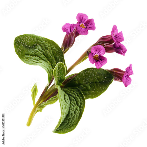 Lungwort Sprig fresh garden beauty