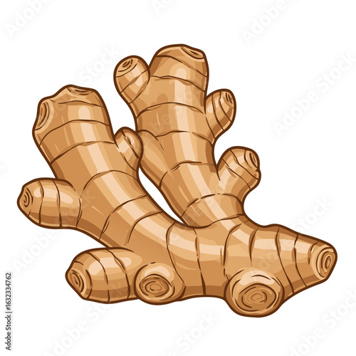Fresh ginger root illustration in a detailed style  