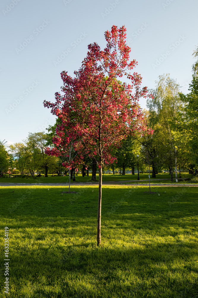 Naklejka premium red tree stands in a grassy field in park. Blossom red apple tree flowers in in springtime