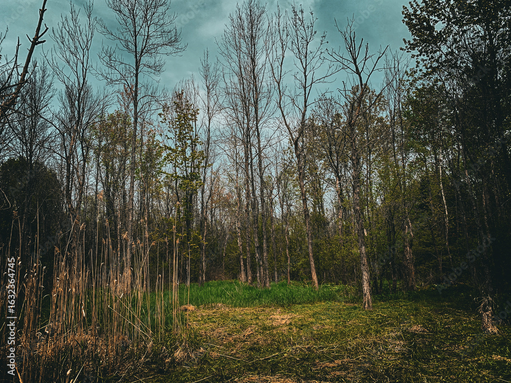 Obraz premium morning in the forest