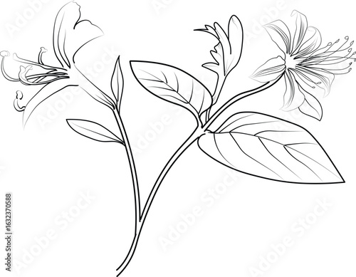 Vector floral background with Honeysuckle flowers, detailed flower coloring pages printable, cosmos flower line art, creative flower drawings, Honeysuckle flower doodle tattoo for arm