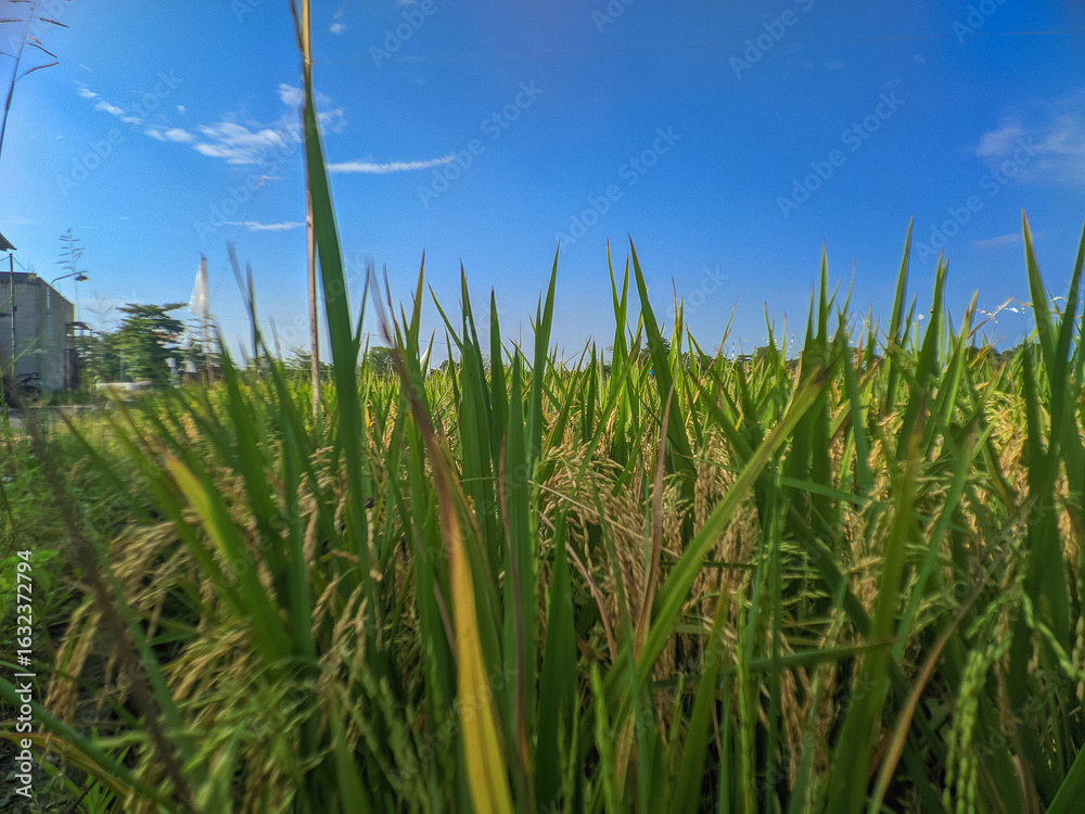 Fototapeta premium green grass and blue sky