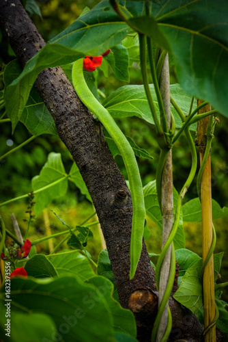 Schilderij op canvas Runner Bean