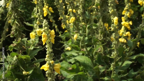 Wallpaper Mural Orange Mullein (Verbascum phlomoides) Blooming in Sunlight Torontodigital.ca