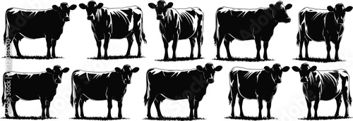 Cow silhouette vector set, black farm animal graphic, standing pose on grass, livestock illustration, cattle design, rural artwork, pasture scene
