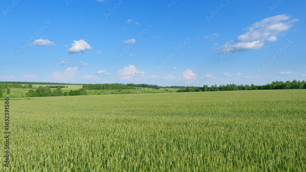 Obraz premium Expansive Green Fields Stretching Under a Beautiful Clear Blue Sky Above, Full of Life