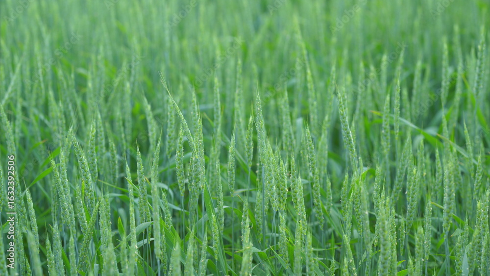 Obraz premium A vibrant and lush green wheat field adorned with sparkling dew drops in the morning light