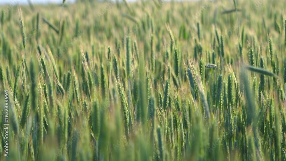 Fototapeta premium A Beautiful Lush Green Wheat Field Stretching Out Beneath a Bright Sunny Sky Above It