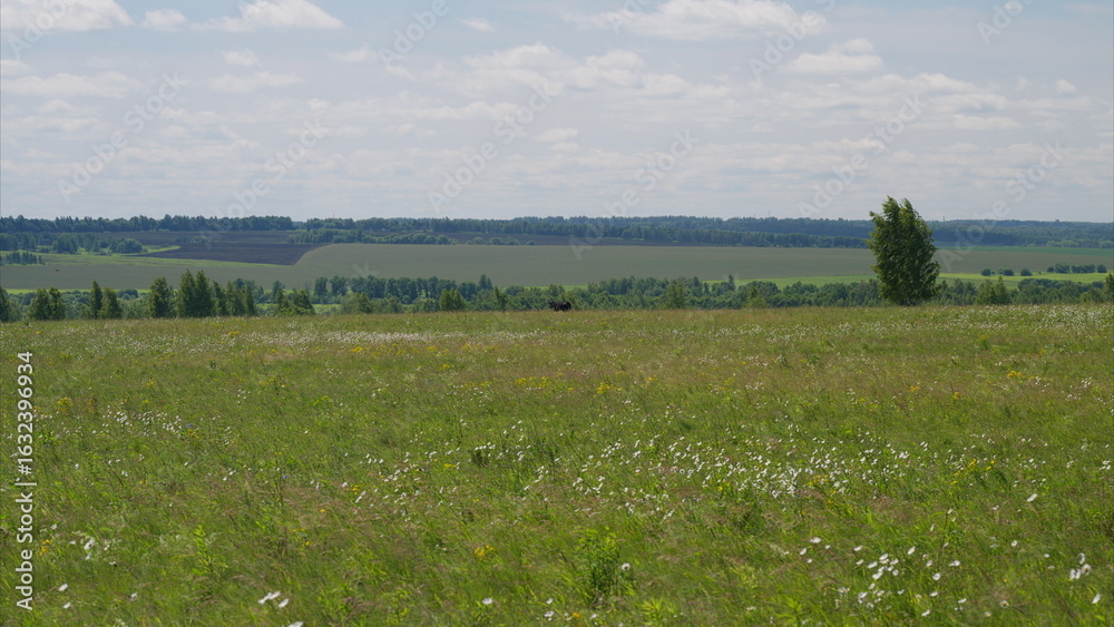 Fototapeta premium A Beautiful Green Meadow Surrounded by Gently Rolling Hills Under a Clear and Bright Blue Sky