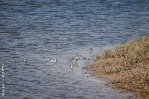 Grupo de Correlimos Tridáctilos comiendo y volando en la playa con cannes en la playa de Bolonia