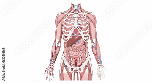 Detailed anatomical illustration showcasing the internal human musculoskeletal system