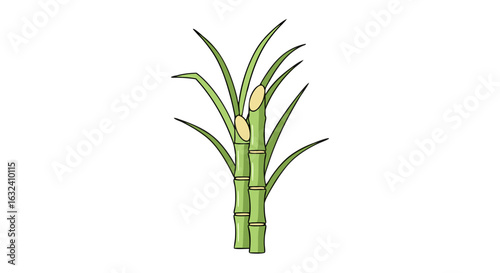 Illustration of a vibrant sugarcane plant, revealing its unique segmented stalks and slender leaves against the white background highlighting the