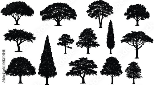 Collection of isolated tree silhouettes, botanical nature elements, forest outline shapes, leafy trees, tall and wide canopy vector designs