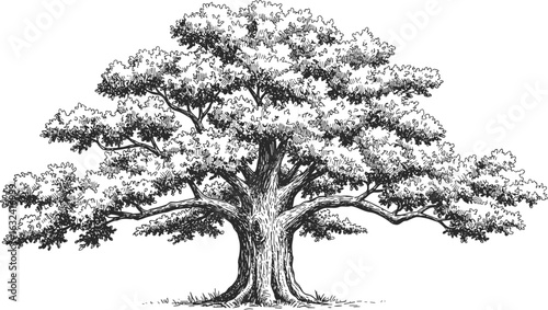 Detailed hand-drawn oak tree illustration, vintage nature sketch, realistic tree engraving, forest botanical drawing, classic woodland artwork vector