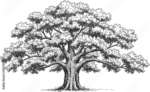 Detailed hand-drawn tree illustration, vintage oak tree sketch, natural woodcut style, botanical drawing, black ink, realistic forest tree art