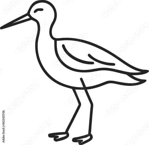 avocet line arts with white background. Pied avocet, Recurvirostra avosetta,  black and white wader, stilt family, isolated on white