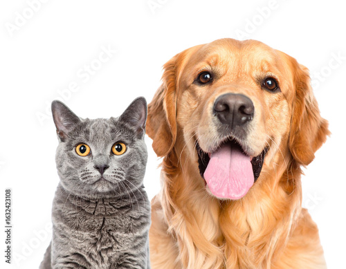 Closeup of Golden Retriever’s Face and Maine Coon Cat’s Head, Cropped Composition, Transparent PNG