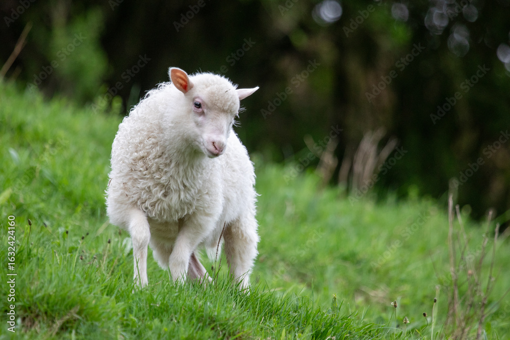 Obraz premium Lamm alleinstehend auf Weide schaut neugierig