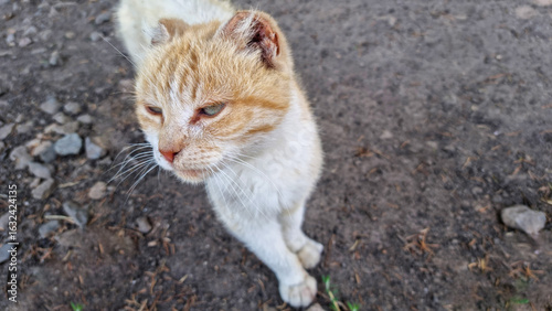 Fotografie Close-up of homeless ginger cat with frostbitten ears standing on ground
