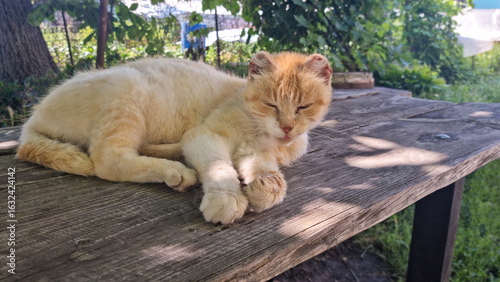 Εκτύπωση καμβά Homeless ginger cat with frostbitten ears sleeping on wooden table outdoors