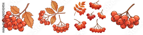 Isolated clusters of rowan berries with leaves in autumn colors  