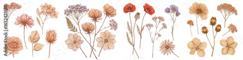 Set of isolated dried flowers arrangement in pastel colors on white background  