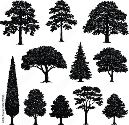 Tree silhouette vector bundle, black isolated trees collection, nature landscape elements, botanical forest set, oak pine cedar shapes
