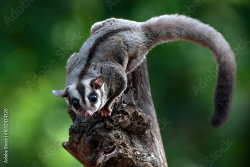 sugar glider, squirrel, flying squirrel, photo of a sugar glider in a tree