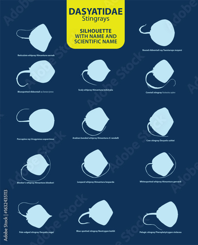 Stingray DASYATIDAE silhouettes and vectors with names and scientific names are best for educational and infographic purposes