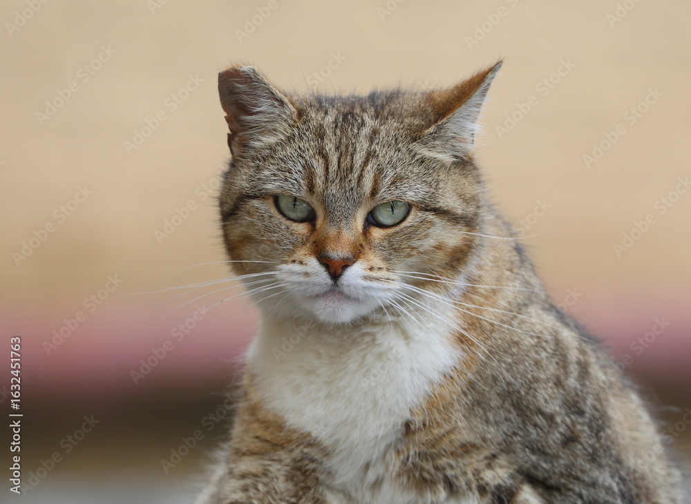 Obraz premium Portrait of a gray green-eyed street cat