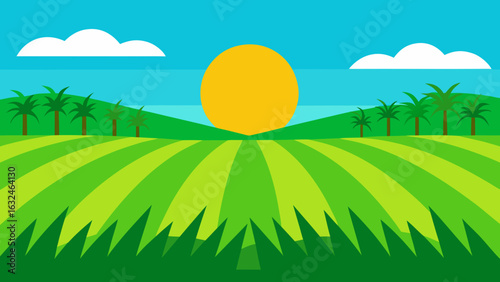 green rice fields under a hot tropical sun