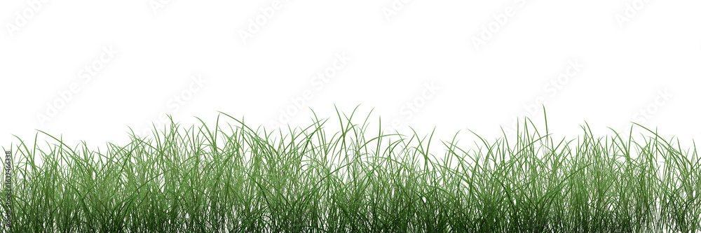 Fototapeta premium green grass isolated on white/Green grass and foliage in a natural outdoor garden meadow and lawn.