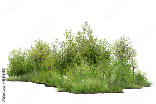 green grass isolated on white/Green shrubs and grass in a natural 