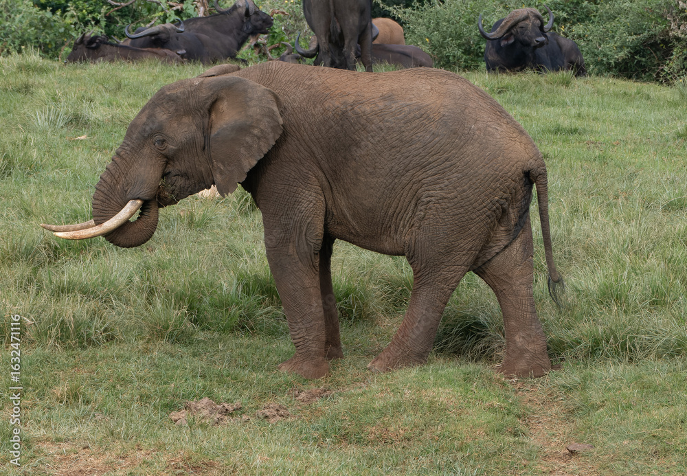 Fototapeta premium Adult elephant in Aberdare Park, Kenya