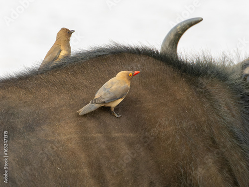 Red-billed Oxpeckers on african buffalo