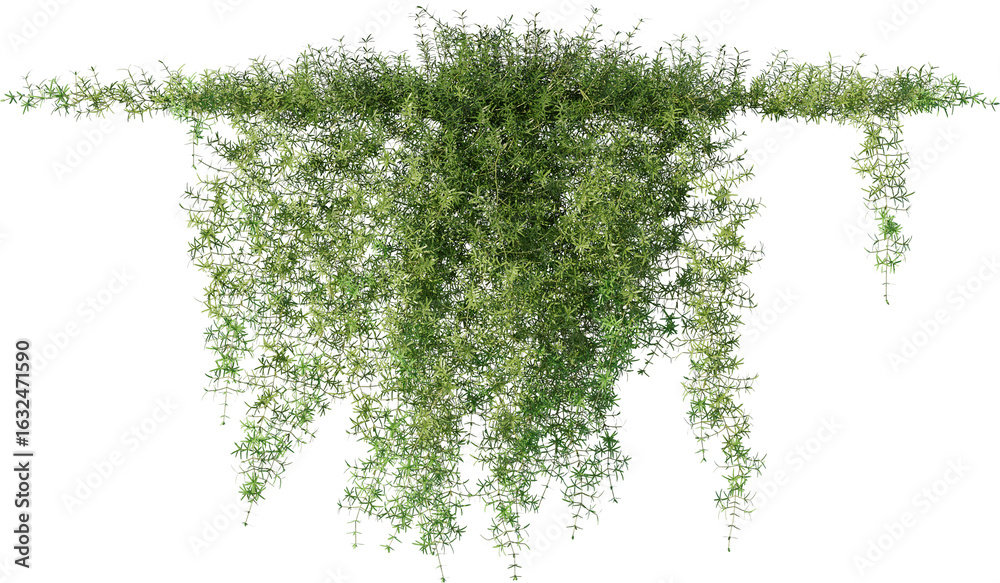 Fototapeta premium Vines, Climbing Plants, Wall Plants, Ivy
