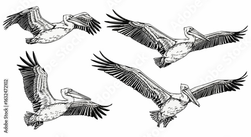 Set Of Line Art Pelicans, Isolated On White stock