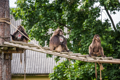 Gelada baboon Theropithecus gelada, the bleeding-heart monkey. Female and male